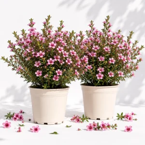 Pink Manuka Tea Plant Live, Leptospermum scoparium, 4-6 Inch Tall, Set of 2 - Image 1