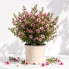 Pink Manuka Tea Tree Live Plant - 4-6 Inch Tall Leptospermum scoparium, Outdoor Shrub - Image 1