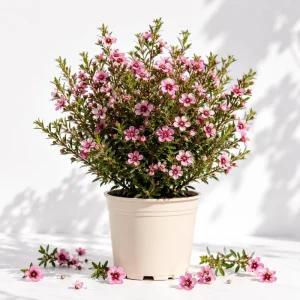 Pink Manuka Tea Tree Live Plant - 4-6 Inch Tall Leptospermum scoparium, Outdoor Shrub - Image 1