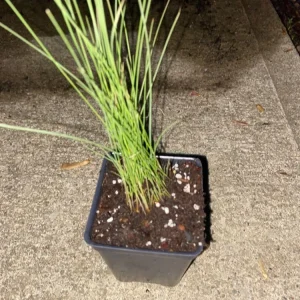 Pink Muhly Grass Live Plant - 5 Pack Perennial Ornamental Grass - Image 2