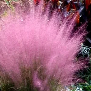 Pink Muhly Grass Live Plant Muhlenbergia - Perennial Ornamental Grass 1 Small Pot - Image 1