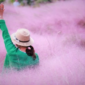 Pink Muhly Grass Live Plant Muhlenbergia - Perennial Ornamental Grass 1 Small Pot - Image 3