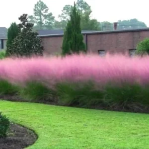 Pink Muhly Grass Live Plant Muhlenbergia - Perennial Ornamental Grass 1 Small Pot - Image 5