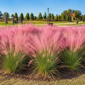 Pink Muhly Grass Live Plants - 2 Pack, 4-8 Inch Tall, Bare Root Perennial Ornamental Grass for Outdoor Garden - Image 1