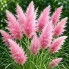 Pink Pampas Grass Live Plant - Cortaderia Selloana - 4-8 Inch Tall Perennial Outdoor Grass - Image 1