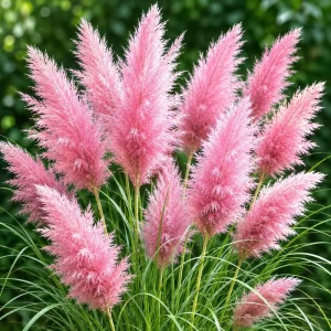 Pink Pampas Grass Live Plant - Cortaderia Selloana - 4-8 Inch Tall Perennial Outdoor Grass - Image 1