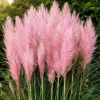 Pink Pampas Grass Live Plant - Set of 2, 4-8 Inch Tall, Outdoor Perennial - Image 1