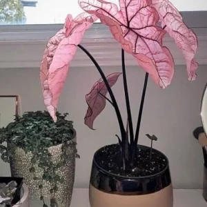Pink Princess Symphony Caladium Bulbs - Heart-Shaped Foliage - Image 3