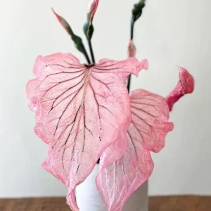 Pink Princess Symphony Caladium Bulbs - Heart-Shaped Foliage - Image 4