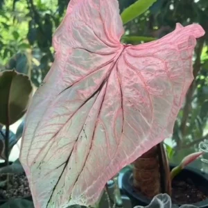 Pink Princess Symphony Caladium Bulbs - Heart-Shaped Foliage - Image 5