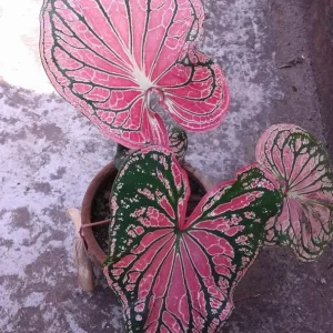 Pink Princess Symphony Caladium Bulbs - Heart-Shaped Foliage - Image 6