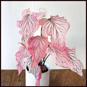 Pink Princess Symphony Caladium Bulbs - Heart-Shaped Foliage - Image 1