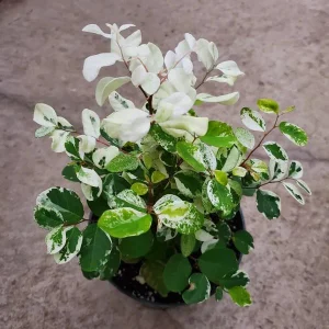 Pink Snowbush Live Plant - Breynia disticha 'Roseo-picta' - Tropical Shrub - Image 2