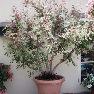 Pink Snowbush Live Plant - Breynia disticha 'Roseo-picta' - Tropical Shrub - Image 3