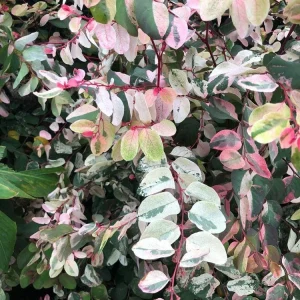 Pink Snowbush Live Plant - Breynia disticha 'Roseo-picta' - Tropical Shrub - Image 1