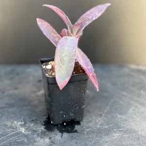 Pink Stripe Tradescantia Live Plant - Variegated Foliage Houseplant - Image 2