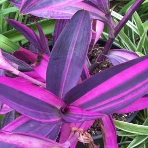 Pink Stripe Tradescantia Live Plant - Variegated Foliage Houseplant - Image 3