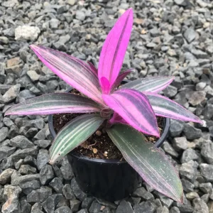 Pink Stripe Tradescantia Live Plant - Variegated Foliage Houseplant - Image 4