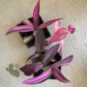 Pink Stripe Tradescantia Live Plant - Variegated Foliage Houseplant - Image 5