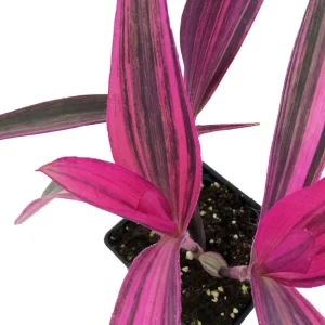 Pink Stripe Tradescantia Live Plant - Variegated Foliage Houseplant - Image 6