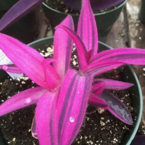 Pink Stripe Tradescantia Live Plant - Variegated Foliage Houseplant - Image 7