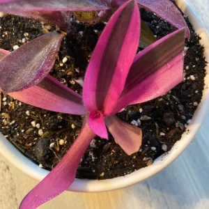 Pink Stripe Tradescantia Live Plant - Variegated Foliage Houseplant - Image 8