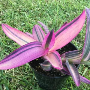 Pink Stripe Tradescantia Live Plant - Variegated Foliage Houseplant - Image 1