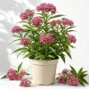 Pink Swamp Milkweed Live Plants - Set of 2, 4-8 Inch Tall, Perennial, Outdoor - Image 1