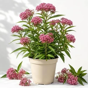 Pink Swamp Milkweed Live Plants - Set of 2, 4-8 Inch Tall, Perennial, Outdoor - Image 1