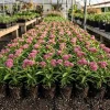 Pink Swamp Milkweed Plants Live (Set of 4), Asclepias Incarnata, 4-8 Inch Tall Perennial for Pollinators, Outdoor - Image 1