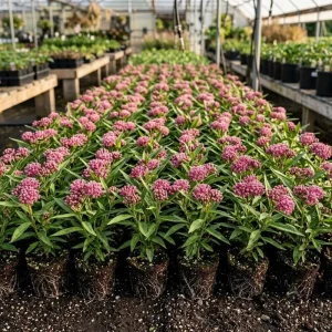 Pink Swamp Milkweed Plants Live (Set of 4), Asclepias Incarnata, 4-8 Inch Tall Perennial for Pollinators, Outdoor - Image 1