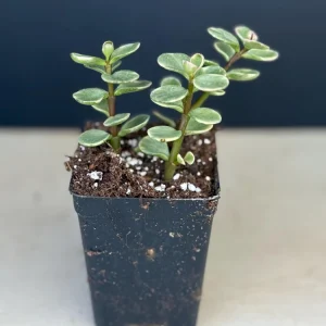 Pink Variegated Elephant Bush Succulent Live Plant, 2.5-inch Pot - Image 2