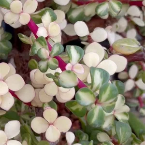 Pink Variegated Elephant Bush Succulent Live Plant, 2.5-inch Pot - Image 3