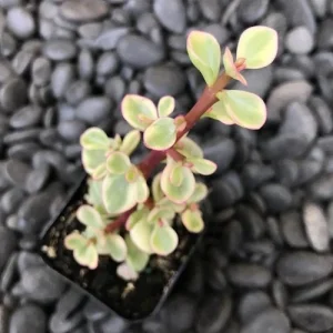 Pink Variegated Elephant Bush Succulent Live Plant, 2.5-inch Pot - Image 4