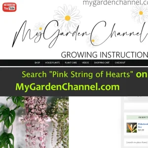 Pink Variegated String of Hearts Live Plant – Trailing Succulent – 2.5x4 inch Pot – Indoor Houseplant - Image 3