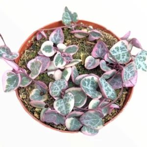 Pink Variegated String of Hearts Live Plant – Trailing Succulent – 2.5x4 inch Pot – Indoor Houseplant - Image 4