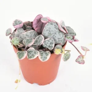 Pink Variegated String of Hearts Live Plant – Trailing Succulent – 2.5x4 inch Pot – Indoor Houseplant - Image 5