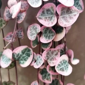 Pink Variegated String of Hearts Live Plant – Trailing Succulent – 2.5x4 inch Pot – Indoor Houseplant - Image 6