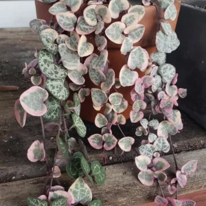 Pink Variegated String of Hearts Live Plant – Trailing Succulent – 2.5x4 inch Pot – Indoor Houseplant - Image 7