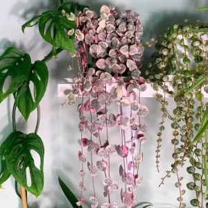 Pink Variegated String of Hearts Live Plant – Trailing Succulent – 2.5x4 inch Pot – Indoor Houseplant - Image 1