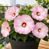 Pink White Hibiscus Live Plant - Hardy Tropical Shrub, 4-8 Inch Tall, Outdoor - Image 1