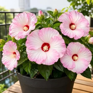 Pink White Hibiscus Live Plant - Hardy Tropical Shrub, 4-8 Inch Tall, Outdoor - Image 1