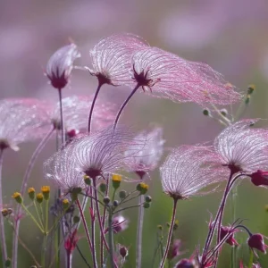 Prairie Smoke Live Plant (Geum triflorum) Perennial Zone 3-8 - Image 2