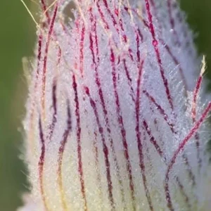 Prairie Smoke Live Plant (Geum triflorum) Perennial Zone 3-8 - Image 3
