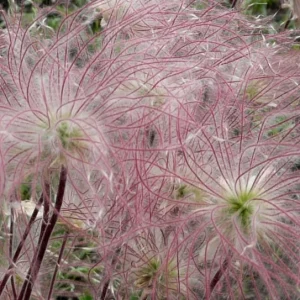 Prairie Smoke Live Plant (Geum triflorum) Perennial Zone 3-8 - Image 4