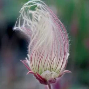 Prairie Smoke Live Plant (Geum triflorum) Perennial Zone 3-8 - Image 5