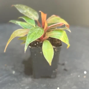 Prince of Orange Philodendron Live Plant - Multi-Colored Foliage Houseplant - 2.5x4 inch Pot - Image 2