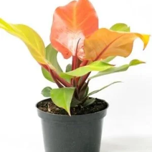 Prince of Orange Philodendron Live Plant - Multi-Colored Foliage Houseplant - 2.5x4 inch Pot - Image 1