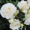 Prosperity White Climbing Rose Live Plant - Fragrant White Flowers, 4-6 Inch Tall Bare Root - Image 1