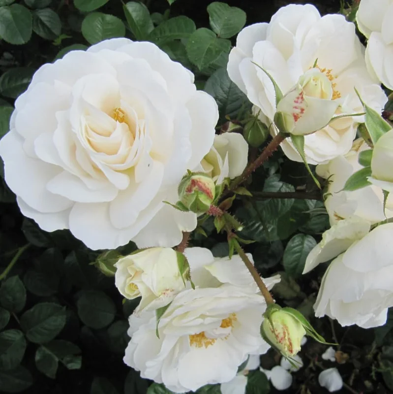 Prosperity White Climbing Rose Live Plant - Fragrant White Flowers, 4-6 Inch Tall Bare Root - Image 1